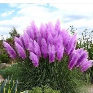 Meet your Posher, Mari